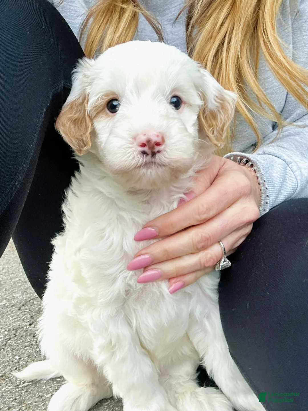Mini Goldendoodle dogs for sale: Sterling-OFA & Genetic Tested Parents-Health Warranty - Ad 1