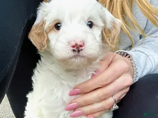 Mini Goldendoodle dogs for sale: Sterling-OFA & Genetic Tested Parents-Health Warranty - Ad 1
