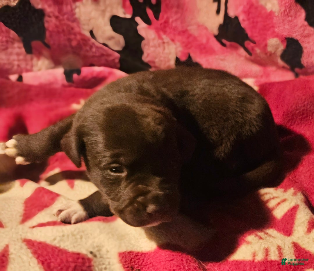 Border Collie dogs for sale: Hook - Ad 4