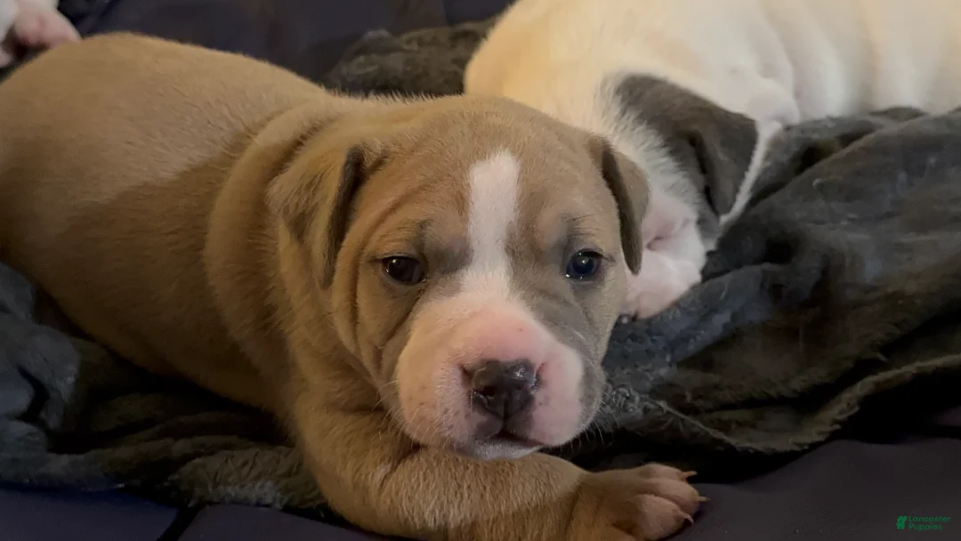 American Bully dogs for sale: American Bully Puppy FACE - Ad 2