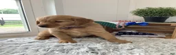 Golden Retriever dogs for sale: Golden Retriever -  Beetle  - Ad 4