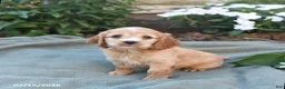 English Cocker Spaniel dogs for sale: Myles - Ad 1