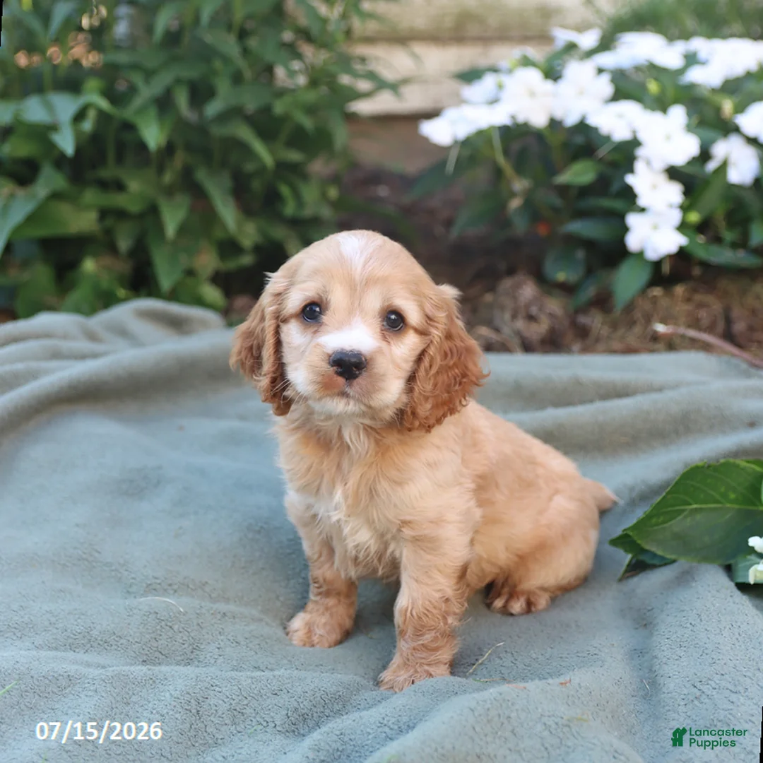 English Cocker Spaniel dogs for sale: Myles - Ad 1