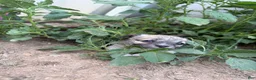 Chihuahua dogs for sale: Capybara - Ad 1