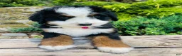 Bernedoodle dogs for sale: Peach Bellini - ultra Bernedoodle  - Ad 14