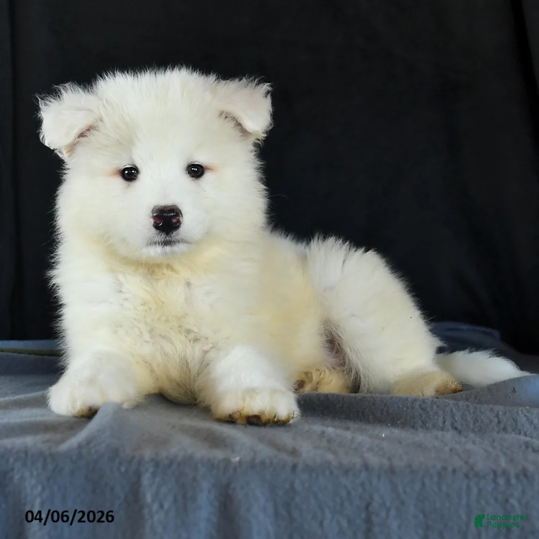 Samoyed dogs for sale: Dena - Ad 2