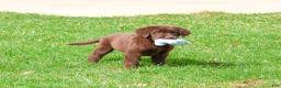Labrador Retriever dogs for sale: Mac - Ad 2