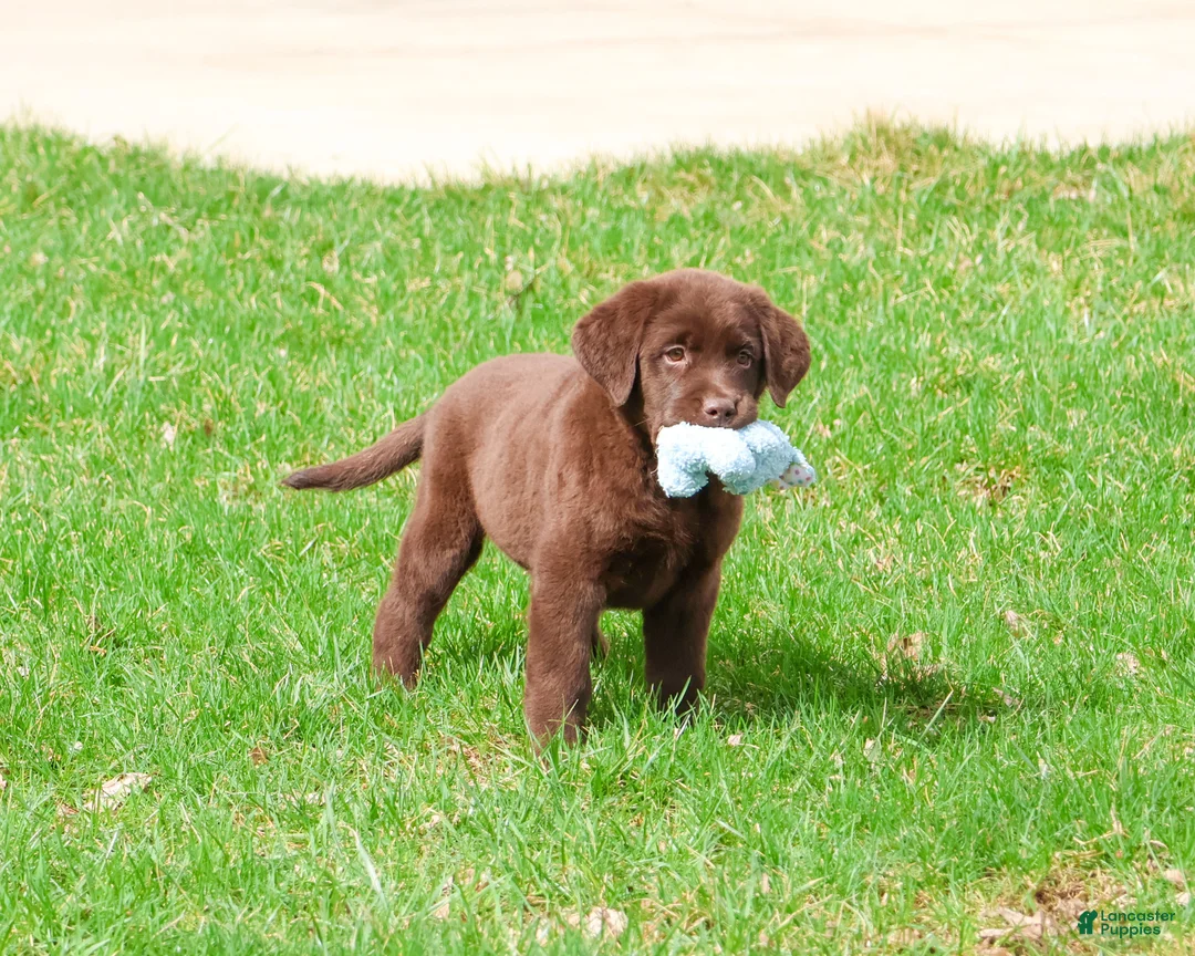 Labrador Retriever dogs for sale: Mac - Ad 2