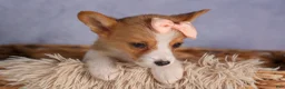 Welsh Corgi Pembroke dogs for sale: Carrie  - Ad 6