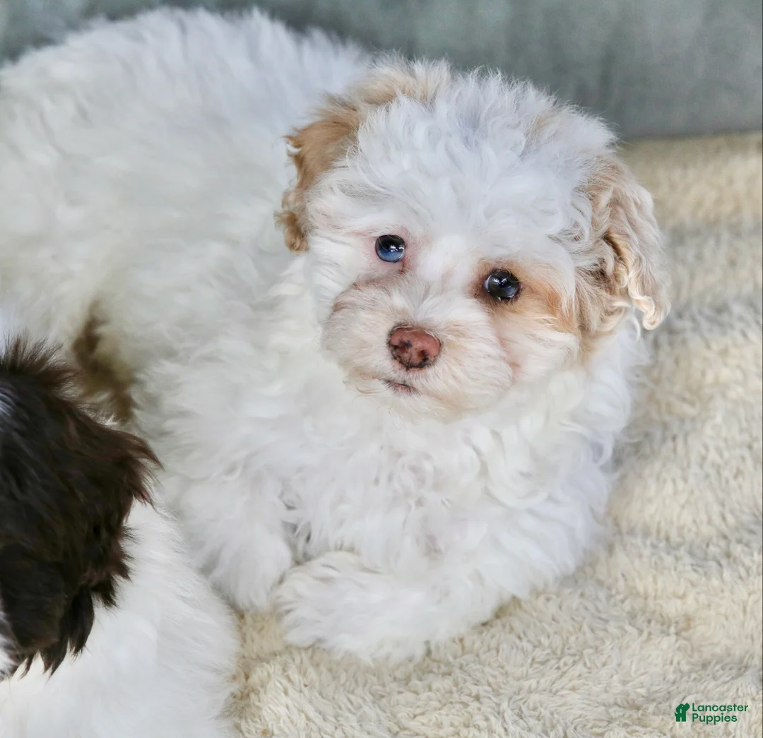 Shihpoo dogs for sale: Charlee - Ad 2