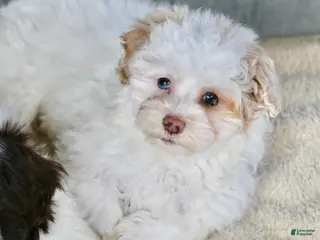 Shihpoo dogs for sale: Charlee - Ad 3