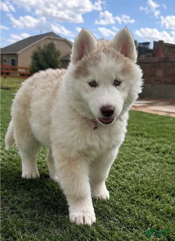 Siberian Husky dogs Freya - Ad 1