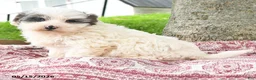 Maltipoo dogs for sale: Izzy - Ad 3