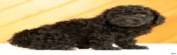 Toy Poodle dogs for sale: Demi - Ad 5