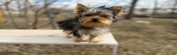 Yorkshire Terrier dogs for sale: Winnie - Ad 5