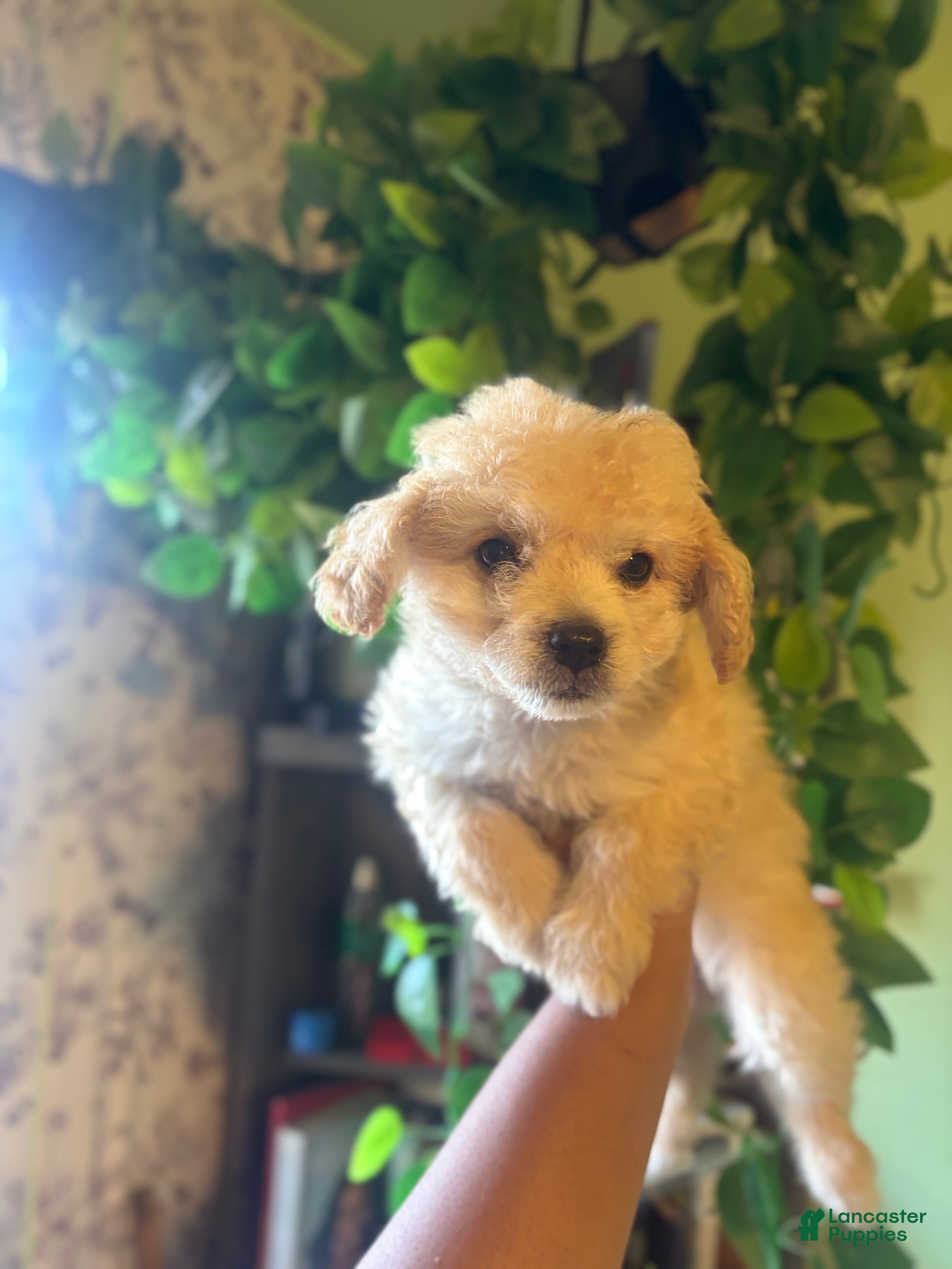 Maltipoo dogs Kora - Ad 2