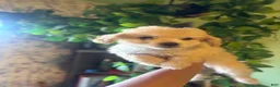Maltipoo dogs for sale: Kora - Ad 2