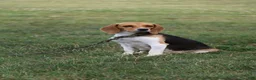 Puggle dogs for sale: Carson - Ad 3