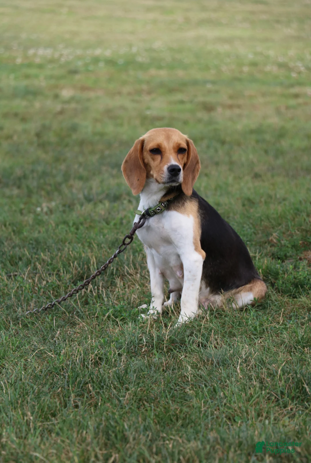Puggle dogs for sale: Carson - Ad 3