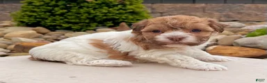 Lexy