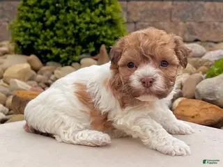 Havanese dogs for sale: Lexy - Ad 3