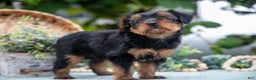 Shorkie dogs for sale: Hiccup - Ad 5