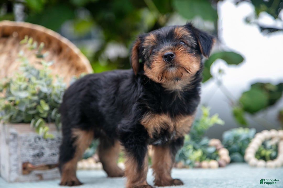 Shorkie dogs for sale: Hiccup - Ad 5