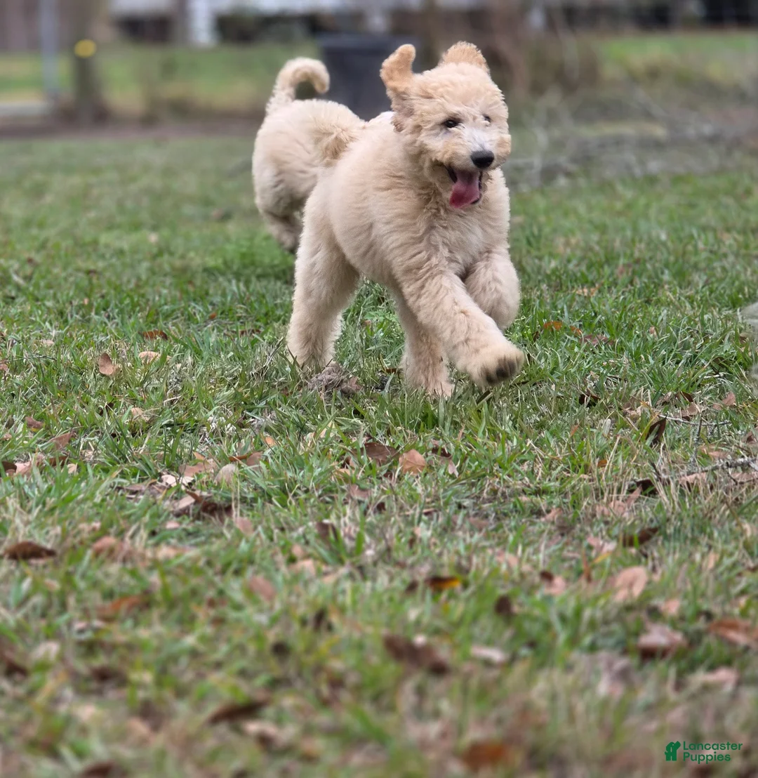 Goldendoodle dogs for sale: Biscuit - Ad 2