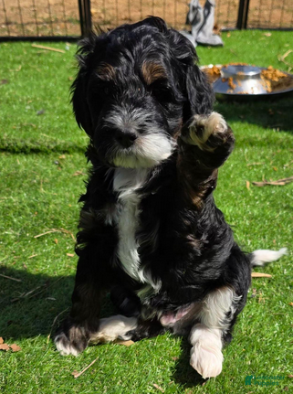 Bernedoodle dogs Rocky - Ad 2