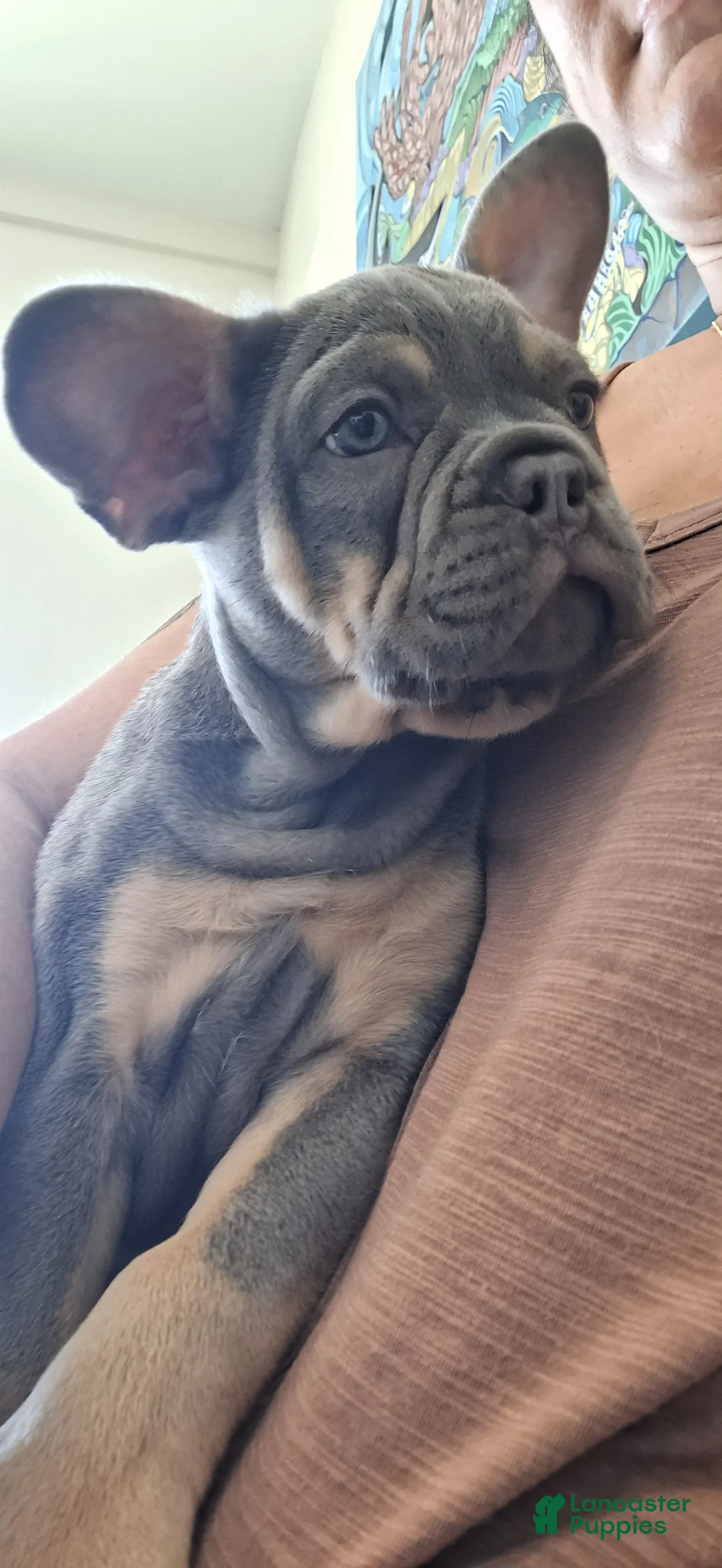 French Bulldog dogs for sale: French Bulldog Puppy 2 - Ad 6