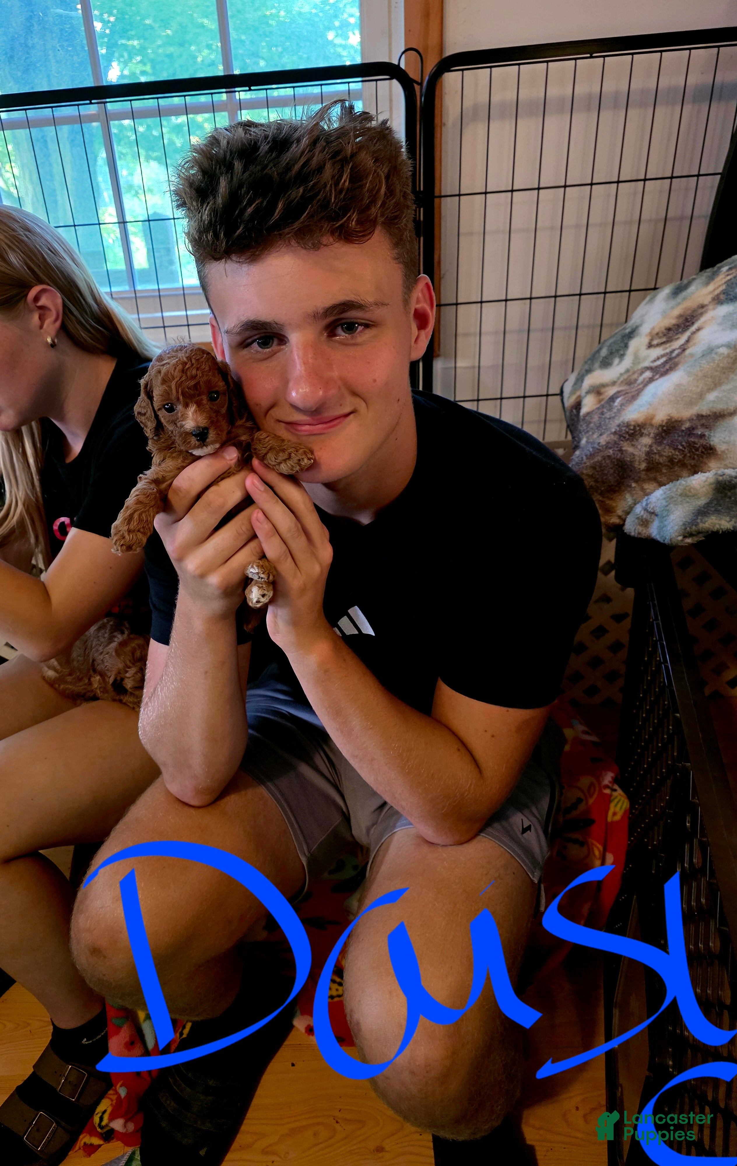 Toy Poodle dogs Toy Poodle DAISY  - Ad 1