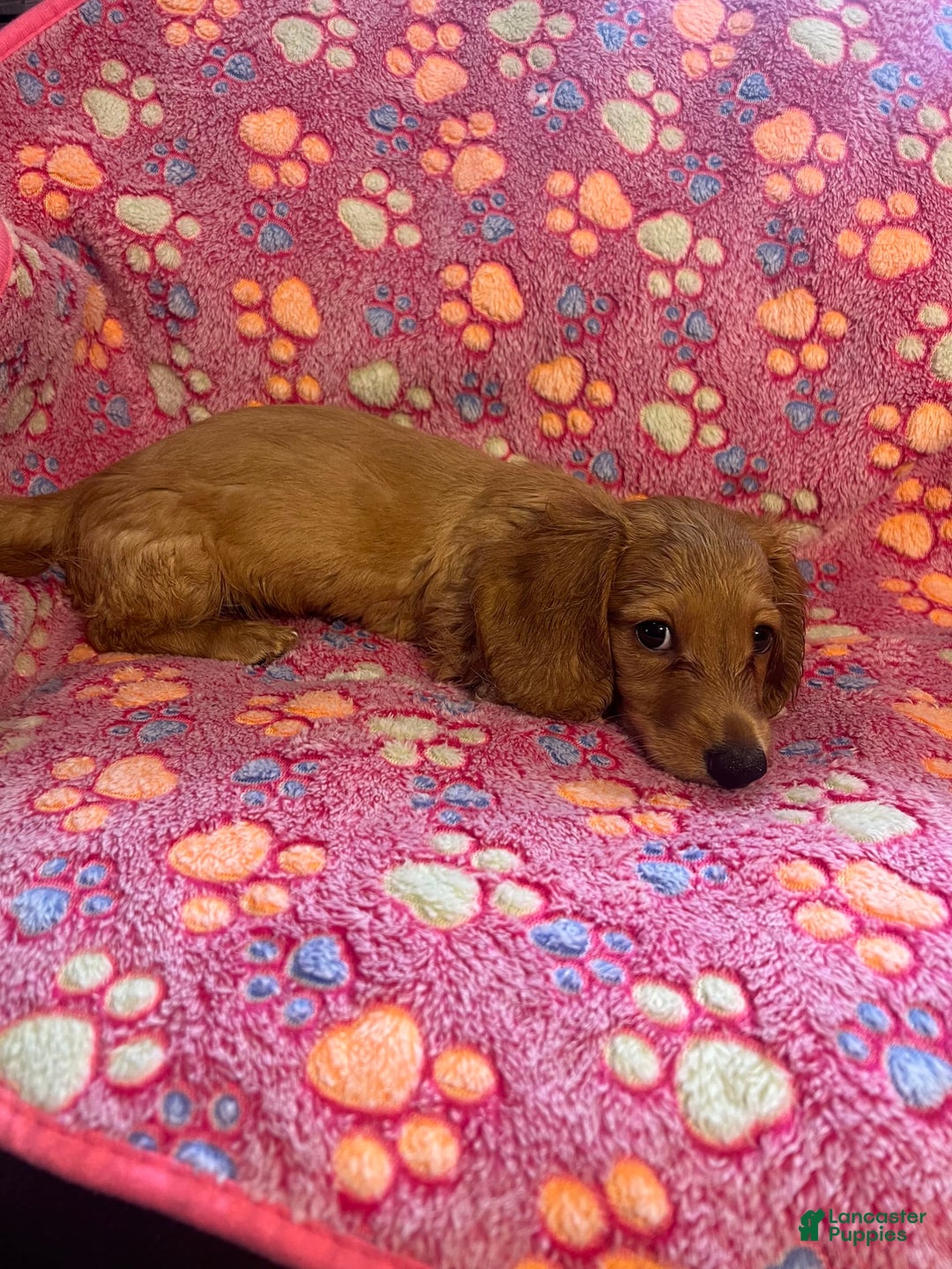 Miniature Dachshund dogs for sale: Clementine - Ad 3