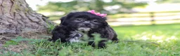 Shih Tzu dogs for sale: Brie - Ad 9