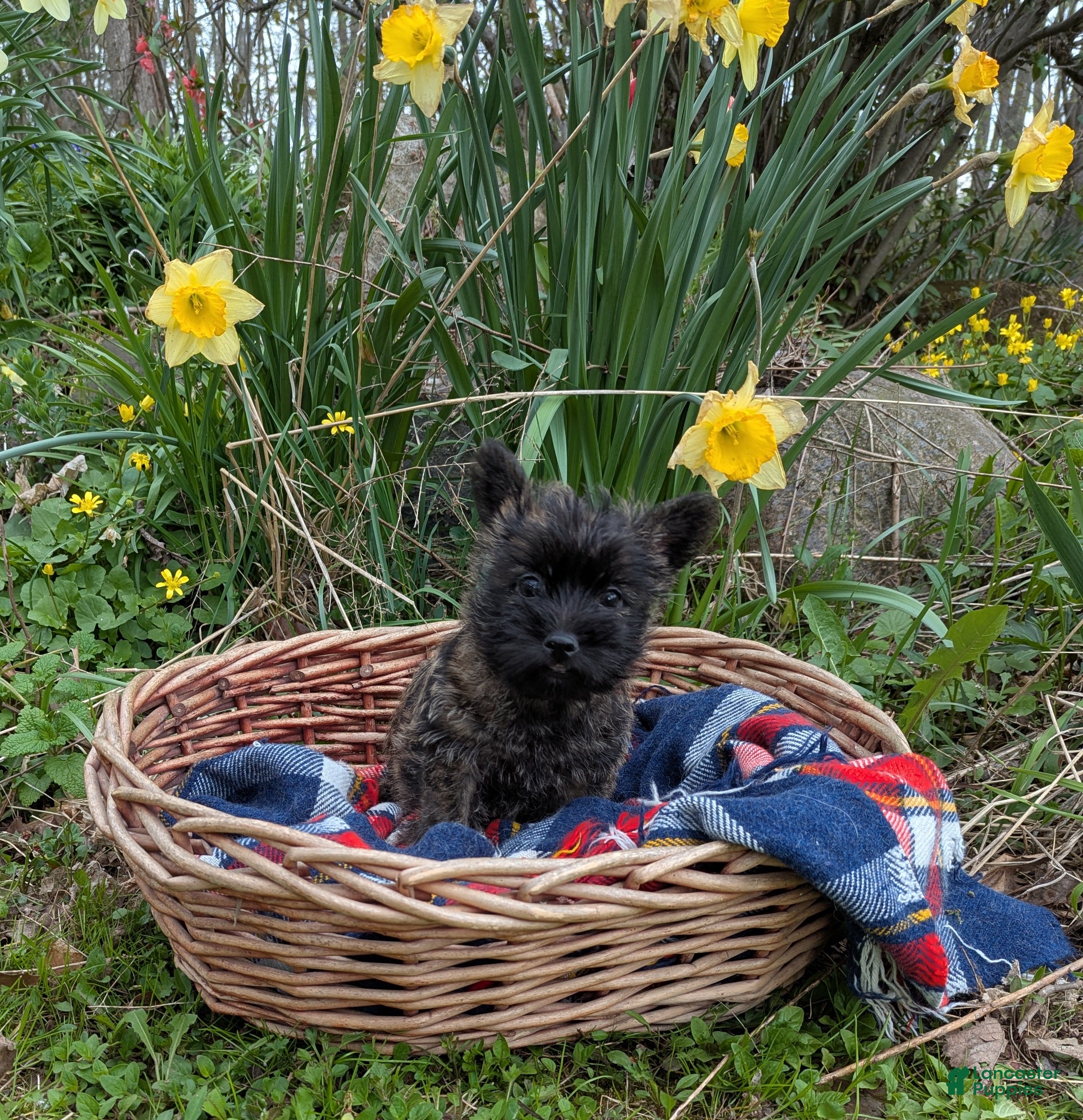 Cairn Terrier dogs Cairn Terrier  - Ad 1