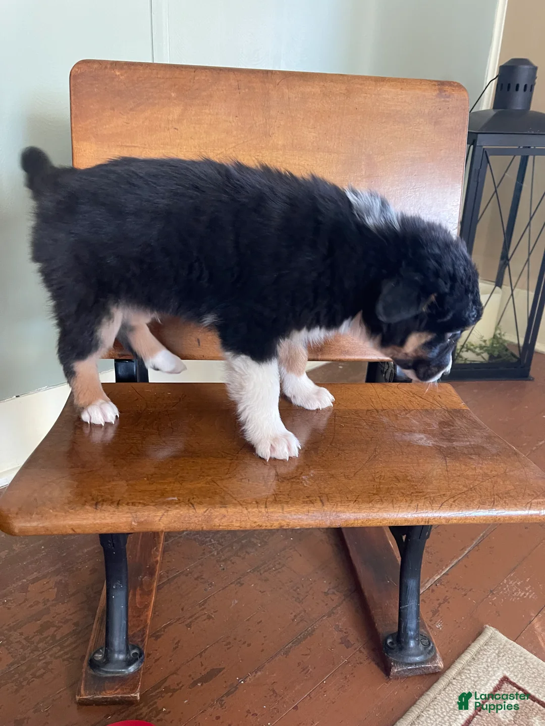 Australian Shepherd dogs for sale: Archer - Ad 31