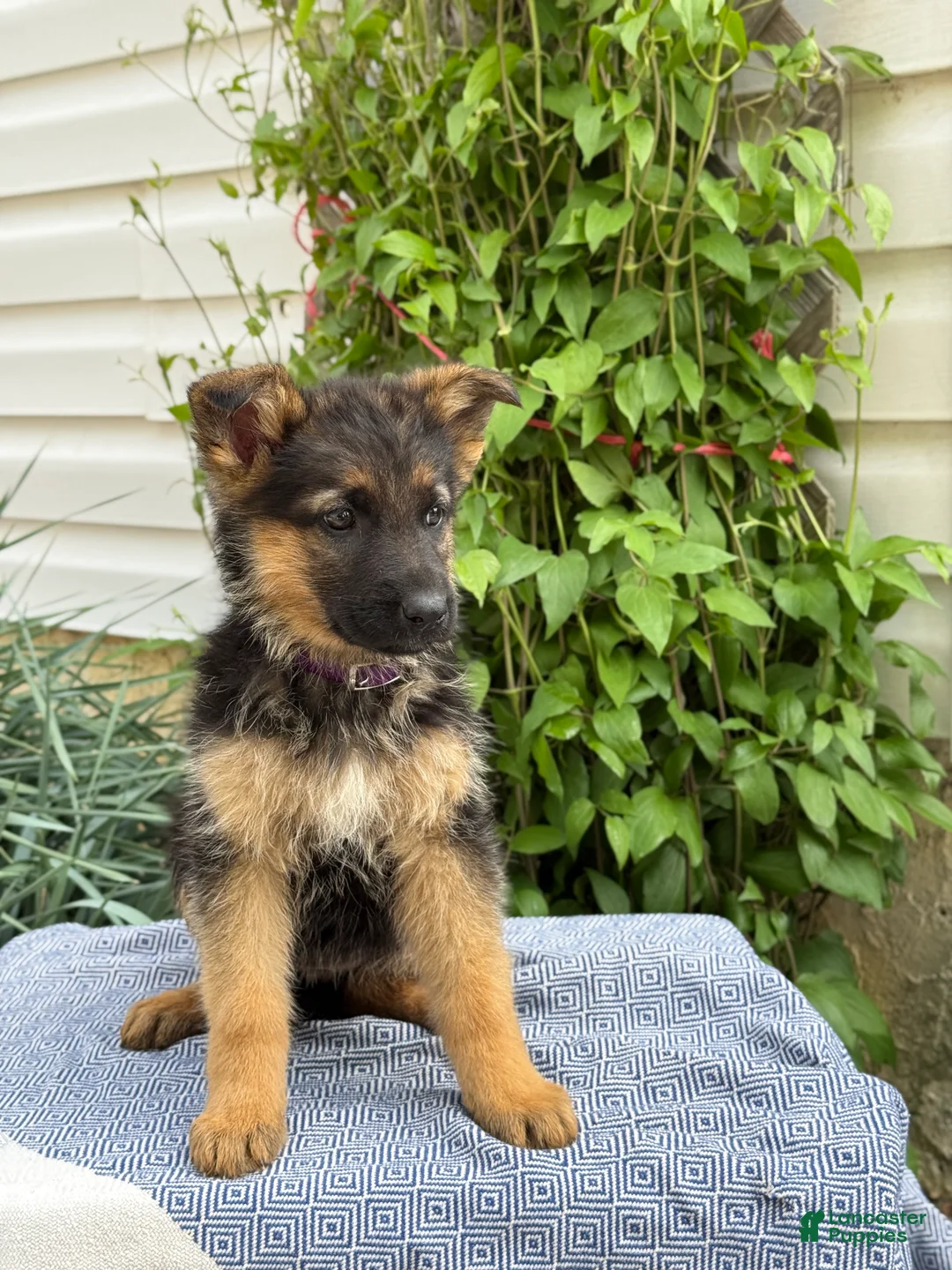 German Shepherd dogs for sale: Greta - Ad 2