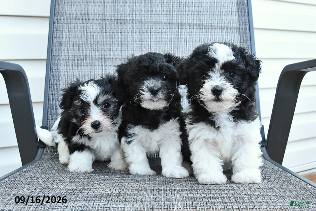 Havapoo dogs for sale: Annie - Ad 3