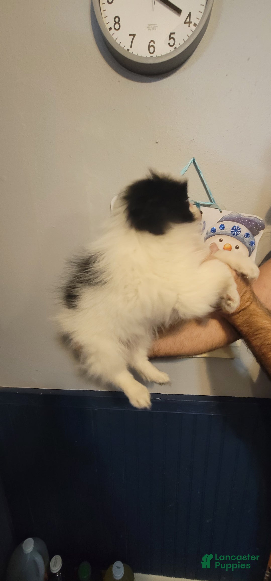 Pomeranian dogs for sale: Paul - Ad 3