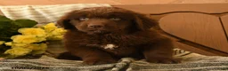 Newfoundland dogs for sale: Marshmallow - Ad 2