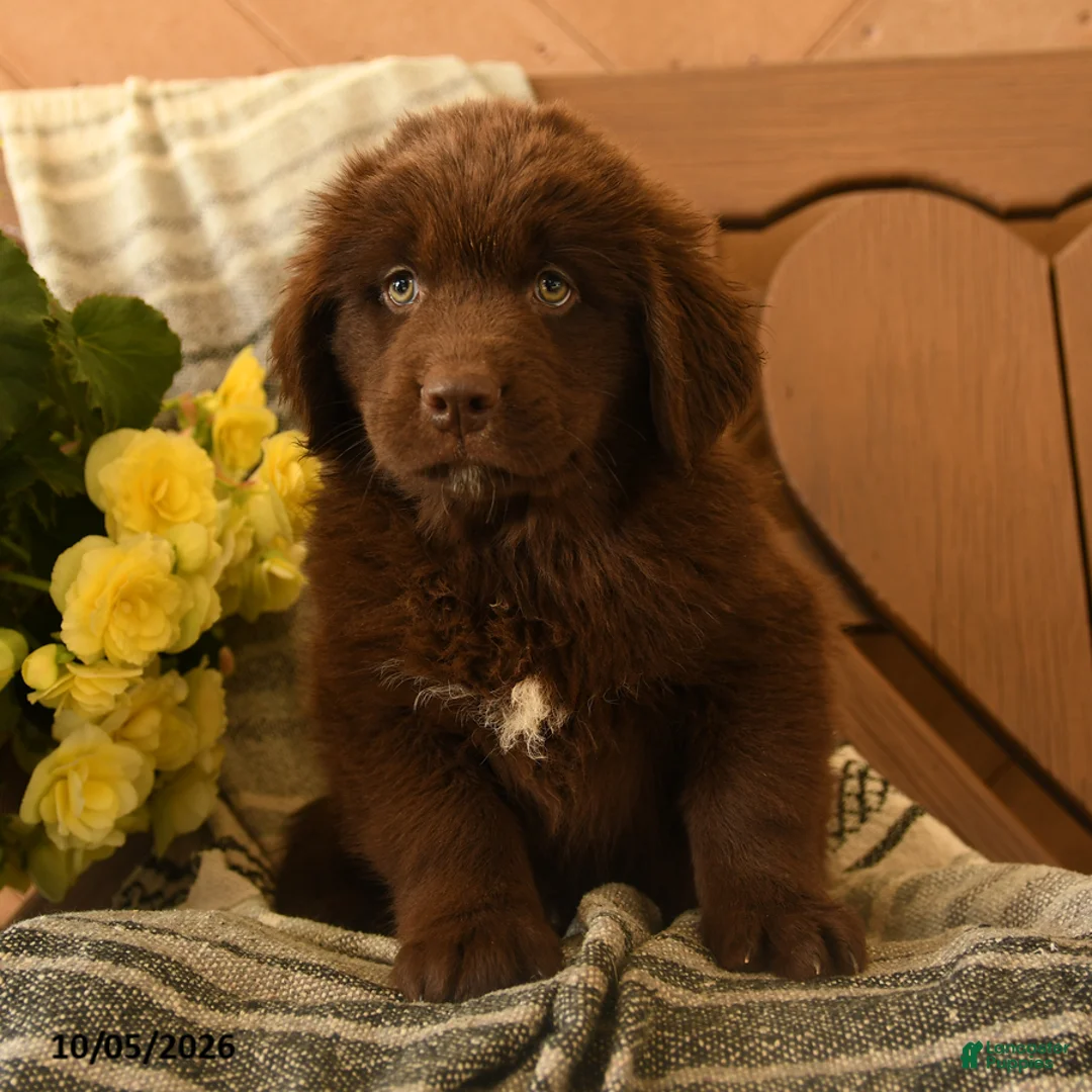 Newfoundland dogs for sale: Marshmallow - Ad 2