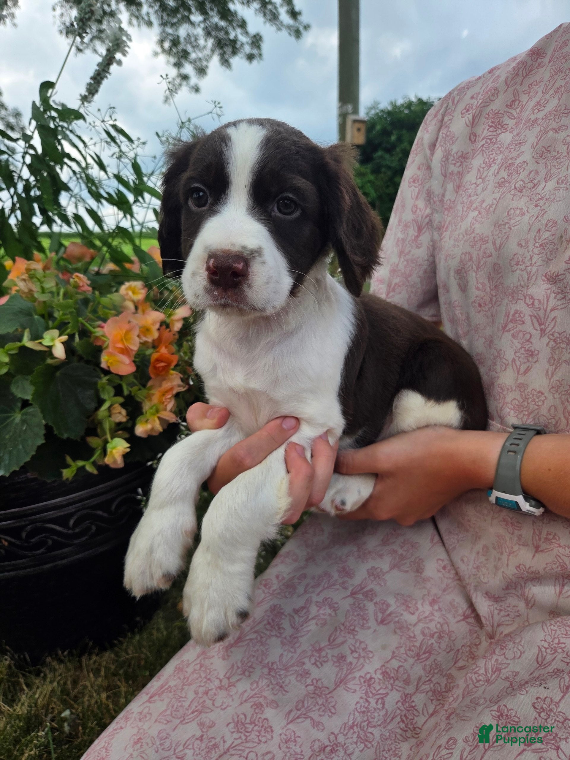 English Springer Spaniel dogs English Springer Spaniel, Dexter - Ad 1