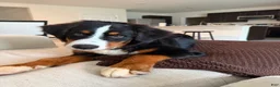 Bernese Mountain Dog dogs for sale: Bernese Mountain Dog Puppy 1 - Ad 5