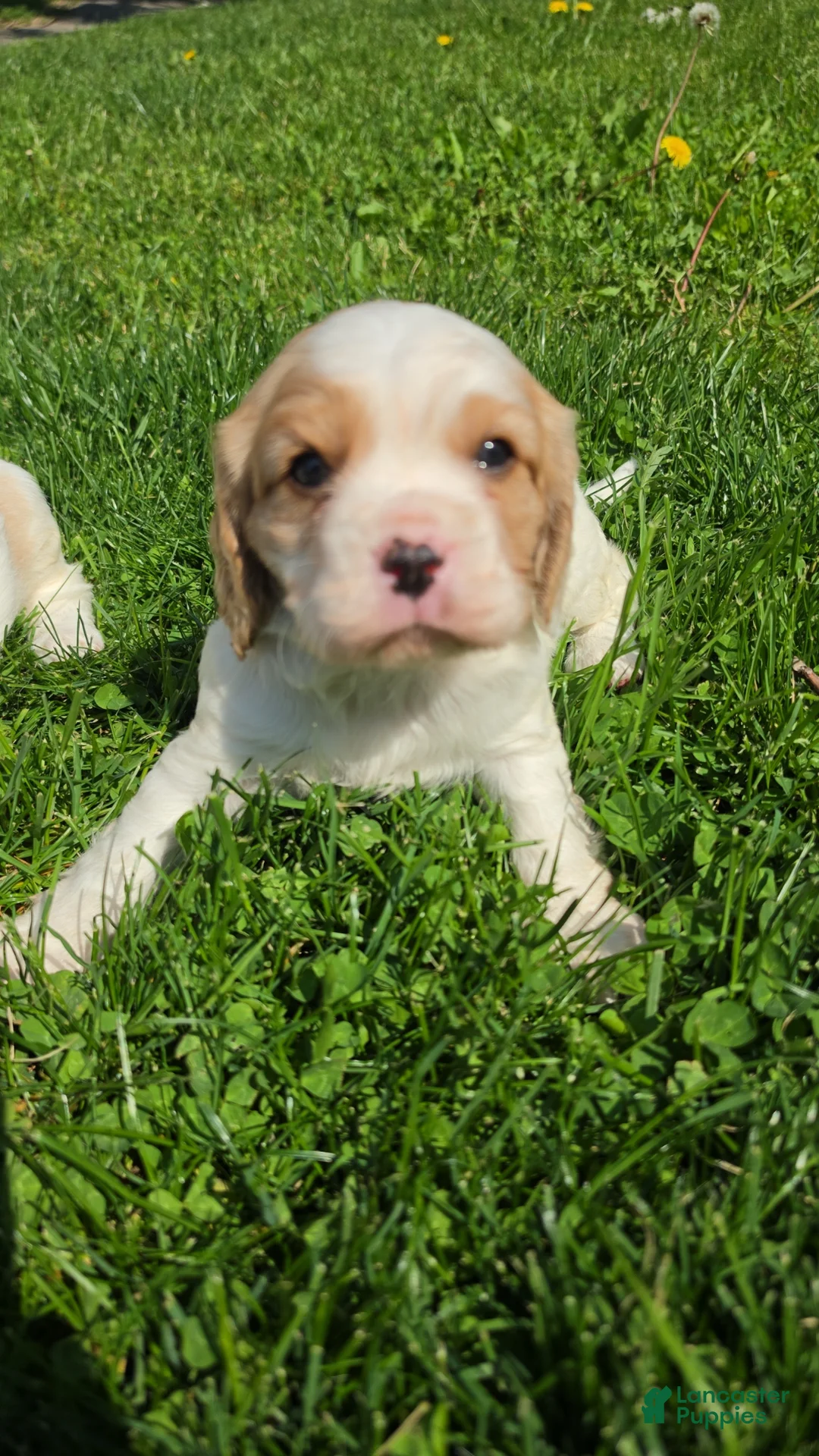 Cavalier King Charles Spaniel dogs for sale: Cavalier King Charles Spaniel Puppy 1 Rumi - Ad 1