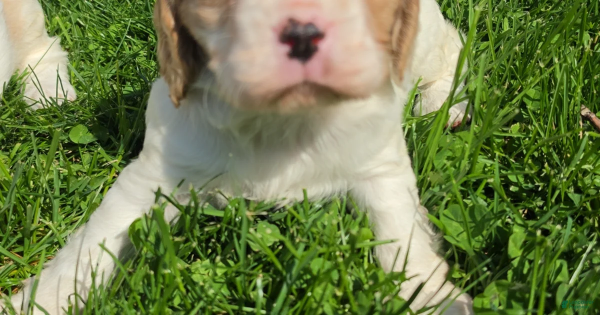 Cavalier King Charles Spaniel Puppy 1 Rumi Cavalier King Charles cavalier-king-charles-spaniel-puppy-1-rumi-cavalier-king-charles