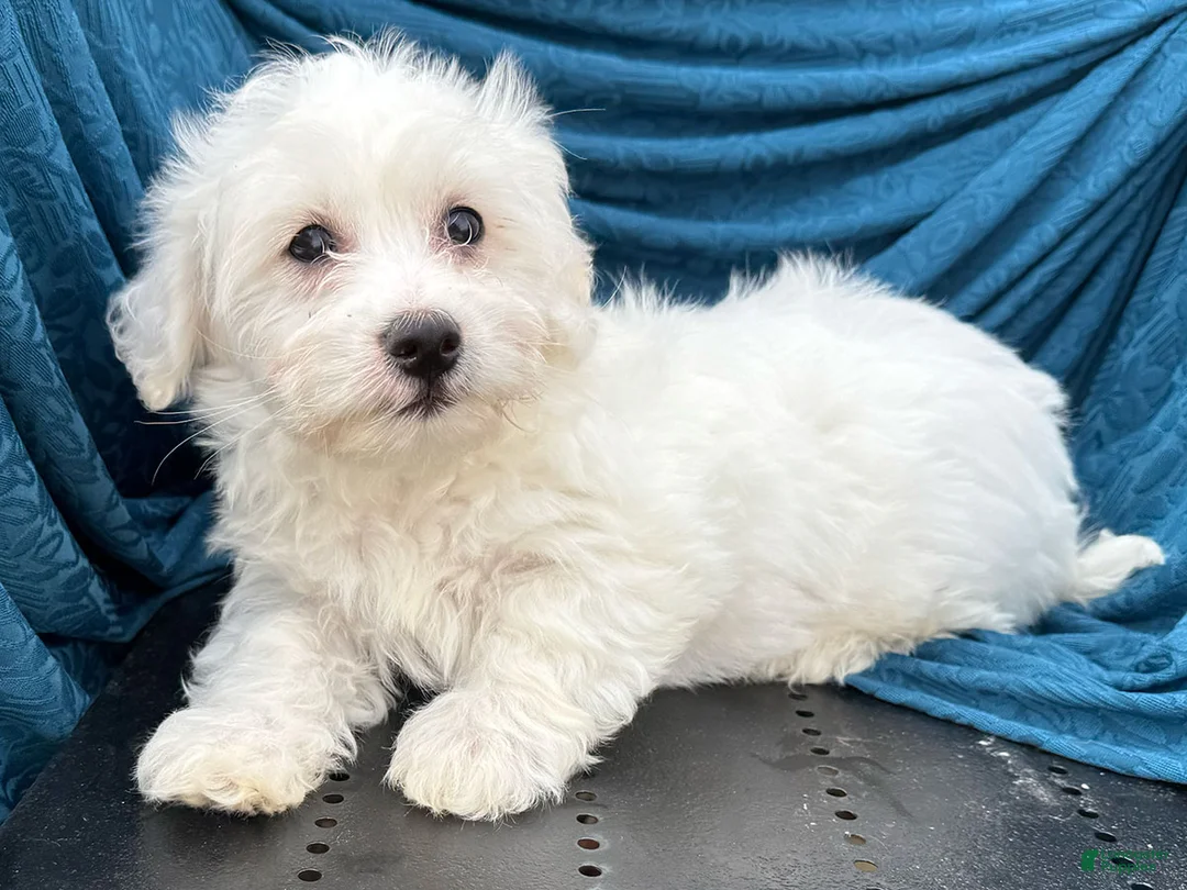 Mixed Breed dogs for sale: Stan - Ad 1