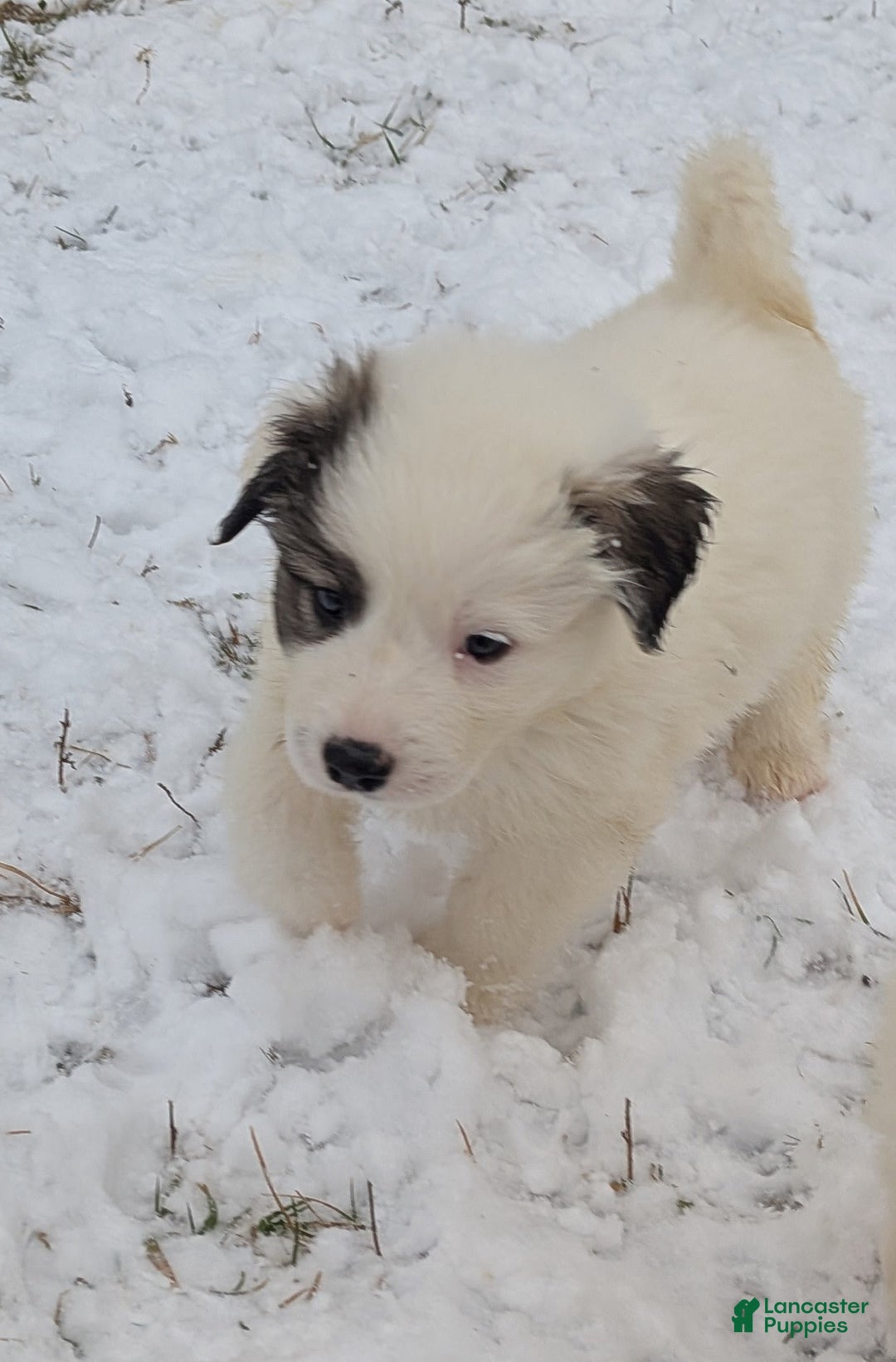 Great Pyrenees dogs for sale: Max - Ad 10