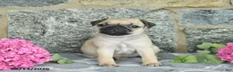 Jug dogs for sale: Kandy  - Ad 5