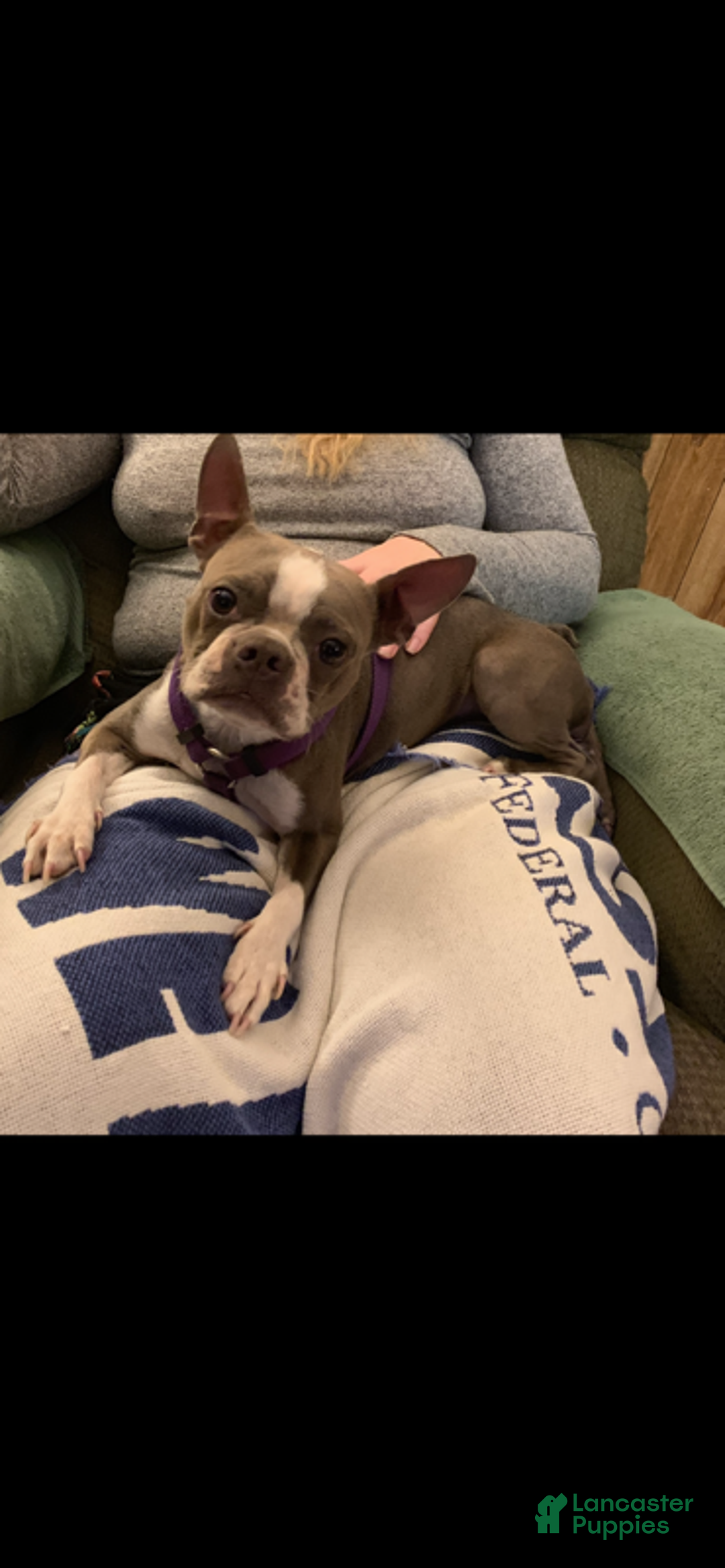 Boston Terrier dogs for sale: Blue Boy - Ad 2