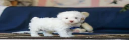 Toy Poodle dogs for sale: Bingo - Ad 2