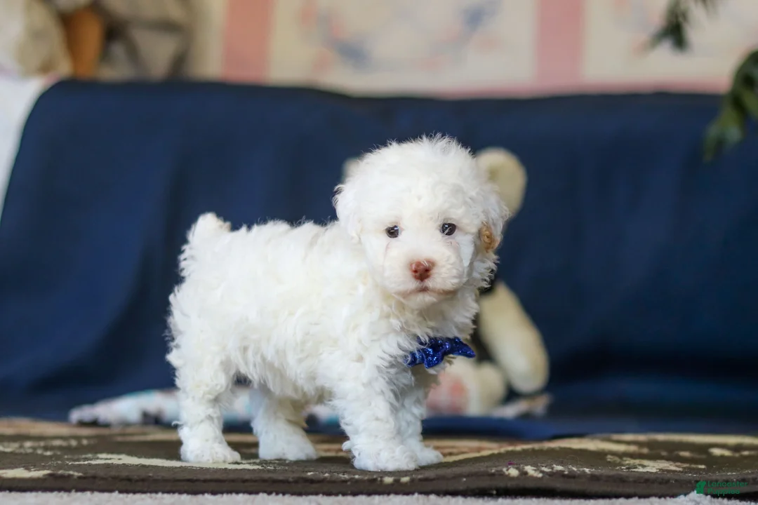 Toy Poodle dogs for sale: Bingo - Ad 2